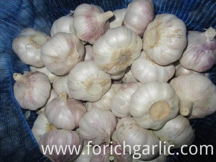 Normal White Garlic